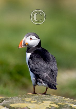 Puffin DM1493